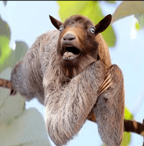 SlothGoat