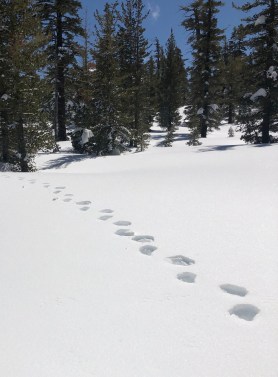 Bear Tracks