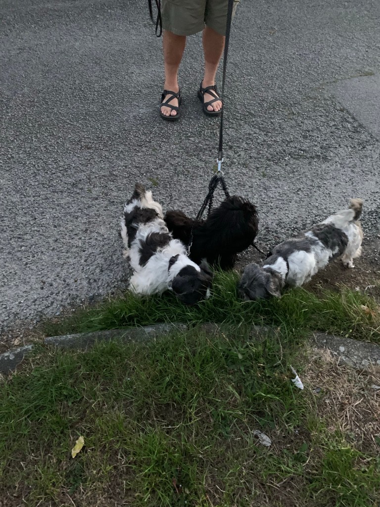 by far my favorite dogs (Shih-tzus) in Looe England